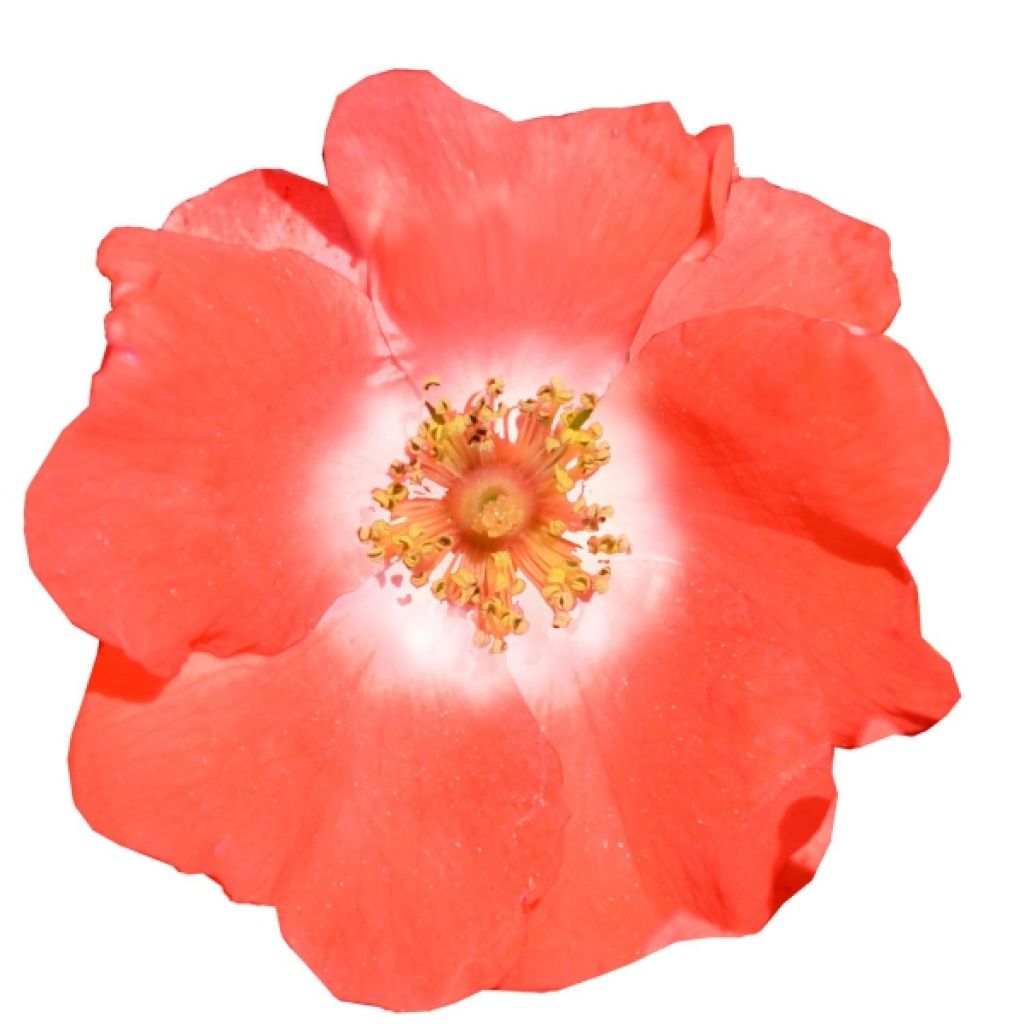 Puistoruusu Décorosiers Isalia