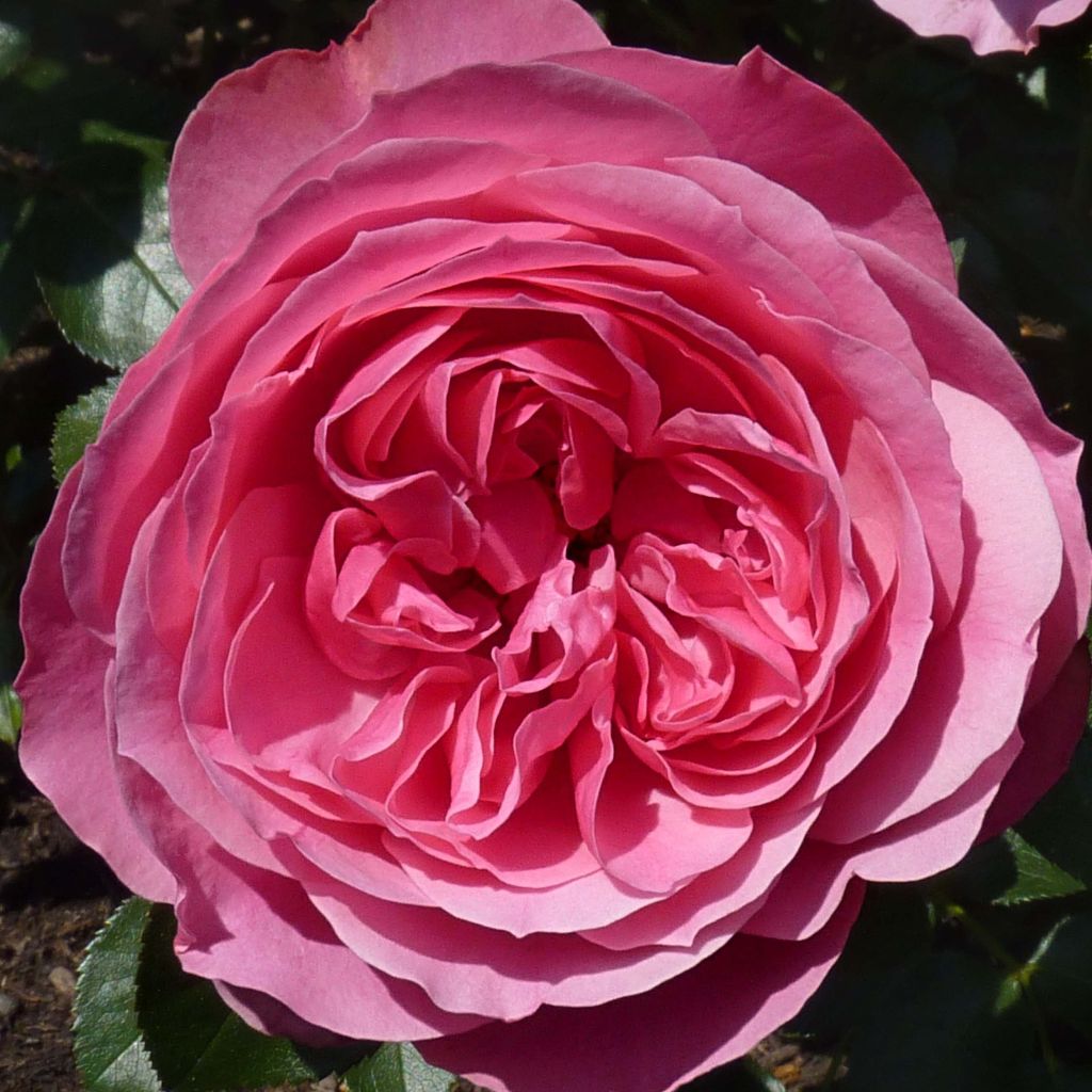Floribundaruusu Leonardo Da Vinci Meideauri