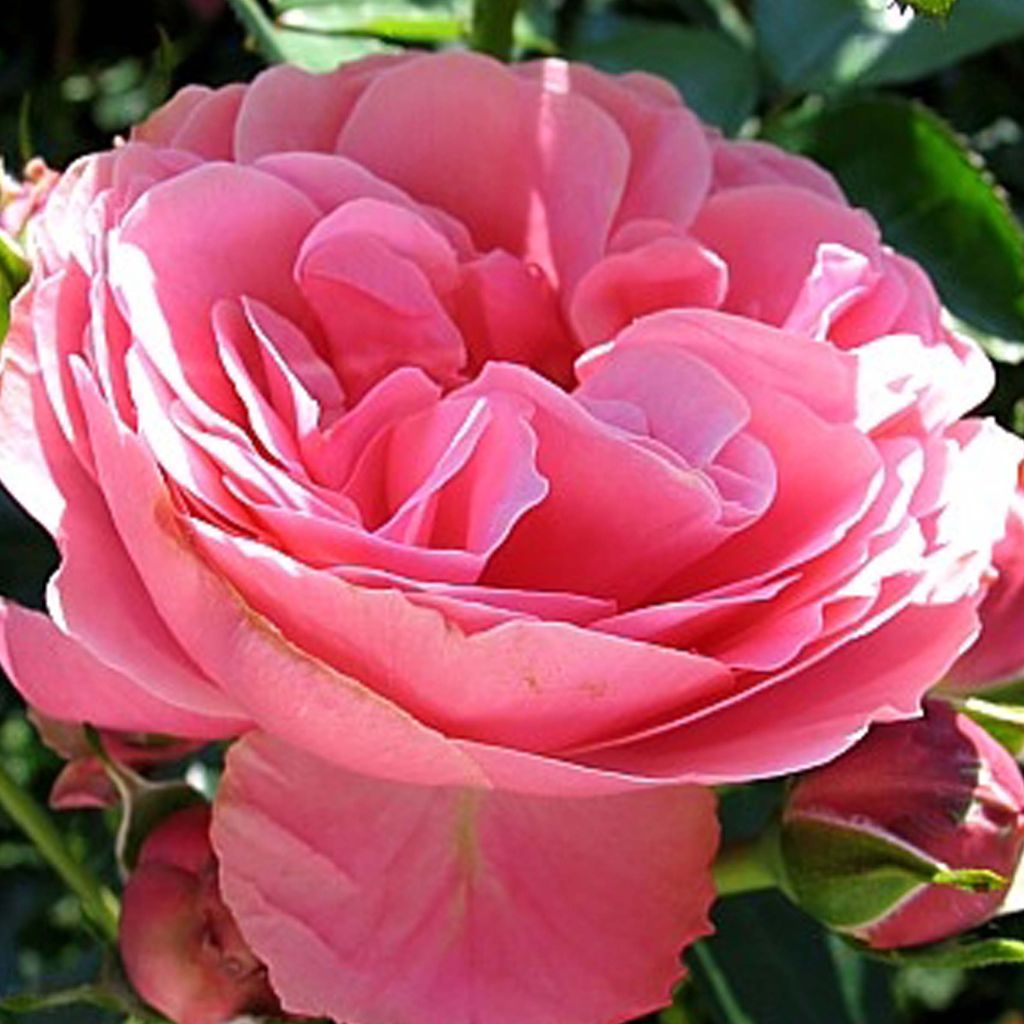 Floribundaruusu Leonardo Da Vinci Meideauri
