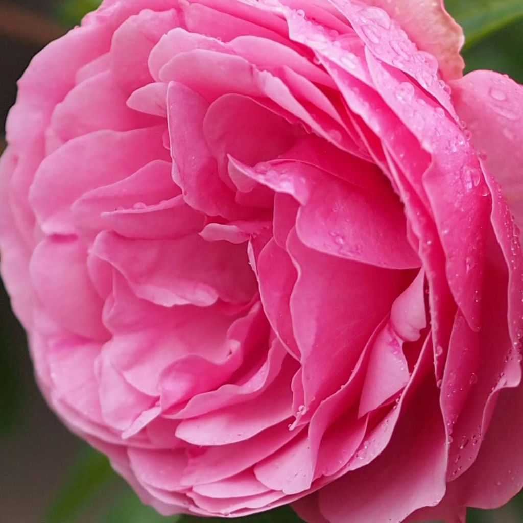 Floribundaruusu Leonardo Da Vinci Meideauri