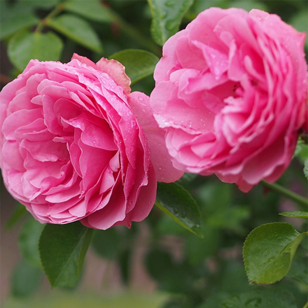 Floribundaruusu Leonardo Da Vinci Meideauri