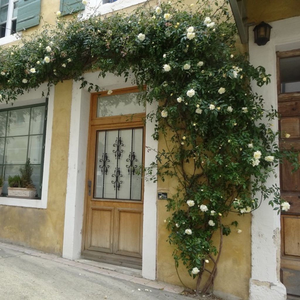 Köynnösruusu Albéric Barbier