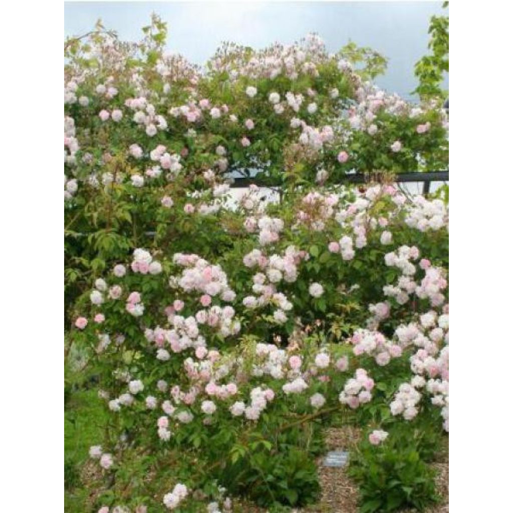 Köynnösruusu Paul's Himalayan Musk