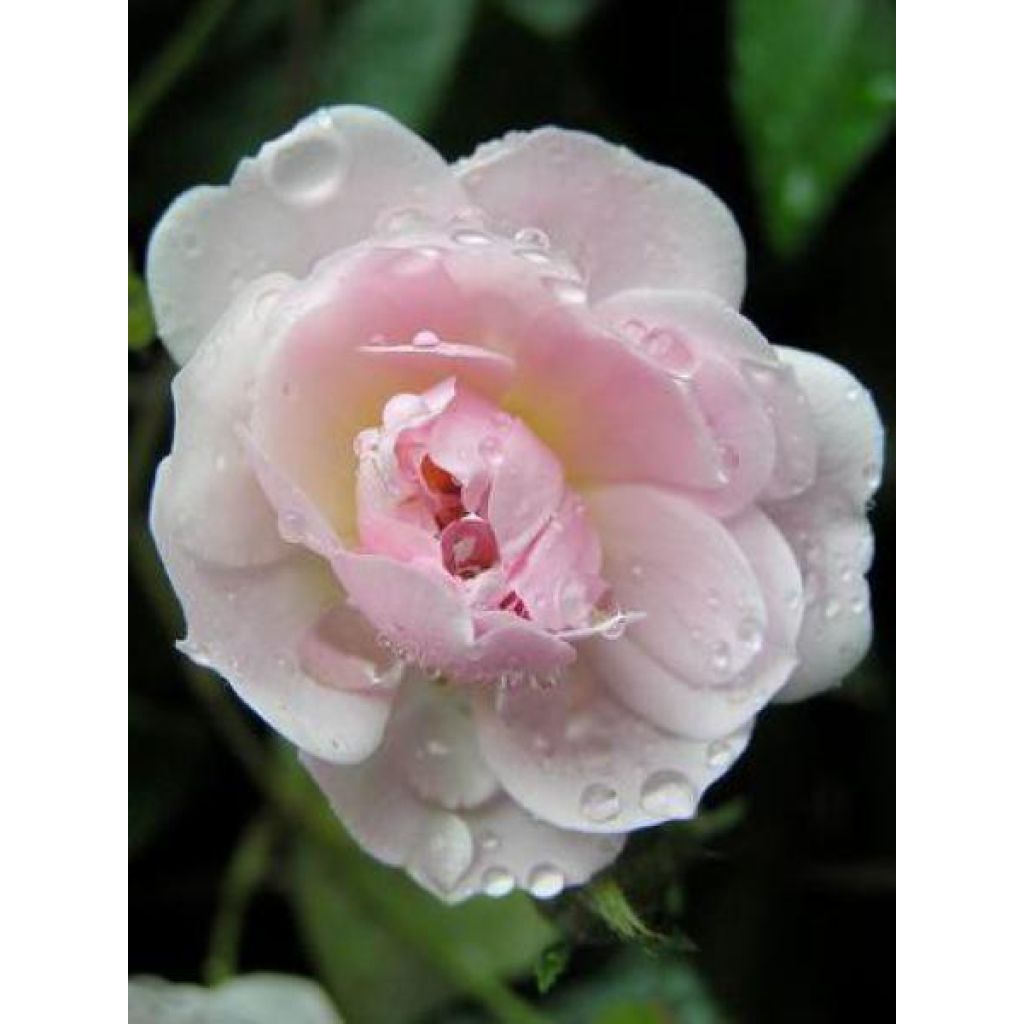 Köynnösruusu Paul's Himalayan Musk