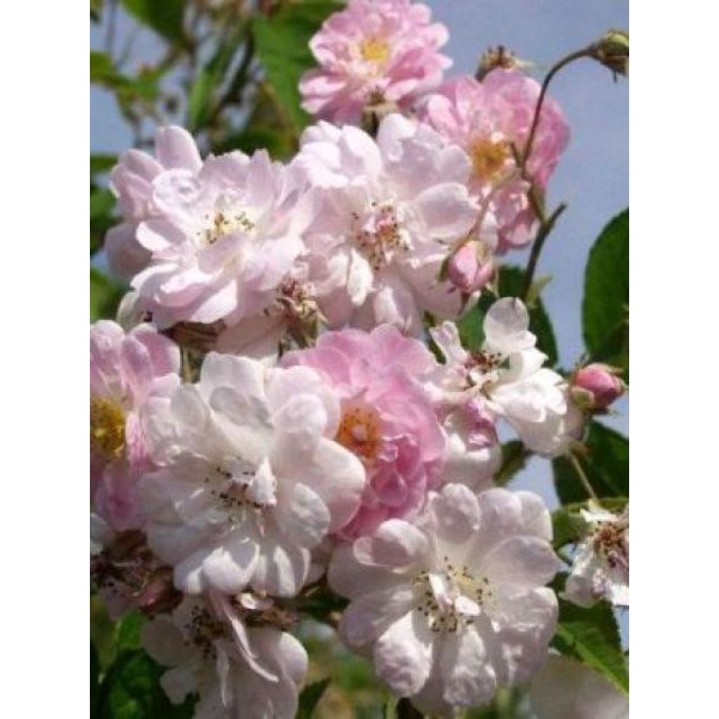 Köynnösruusu Paul's Himalayan Musk