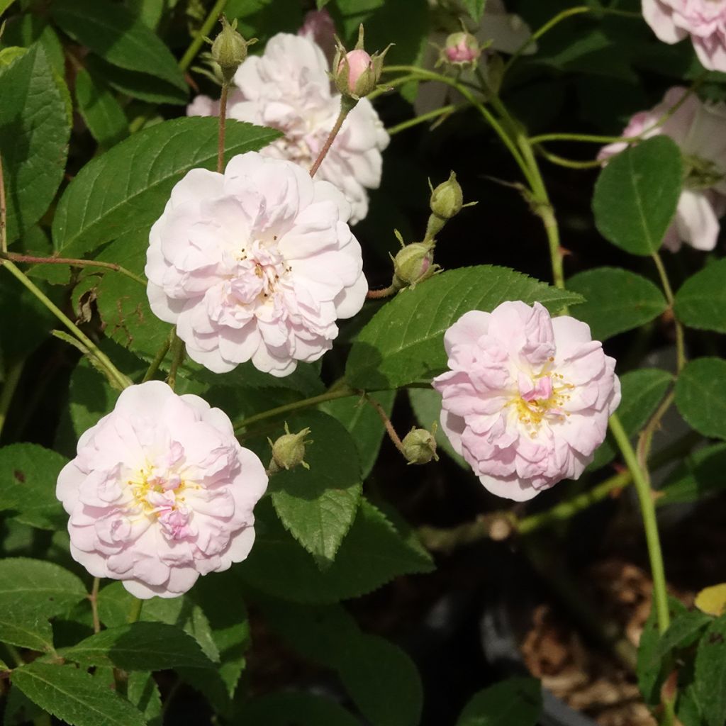 Köynnösruusu Paul's Himalayan Musk