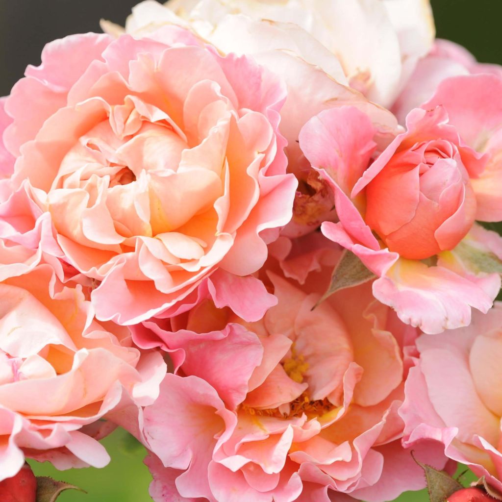 Floribundaruusu Marie Curie Meilomit