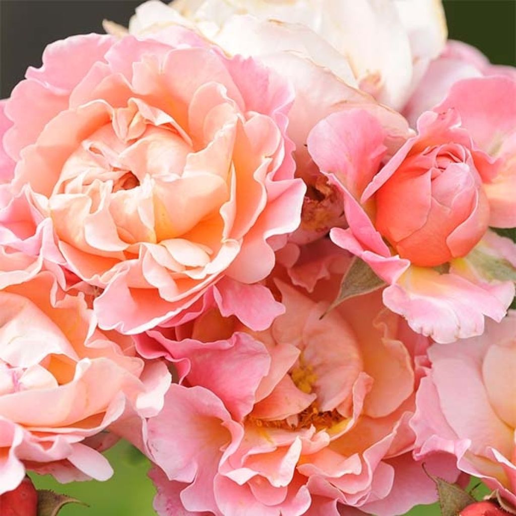 Floribundaruusu Marie Curie Meilomit