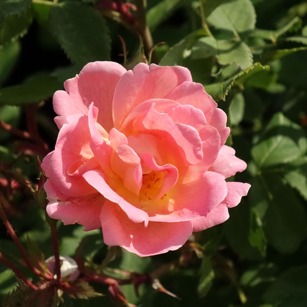 Polyantharuusu Meillandecor Pink Chantilly
