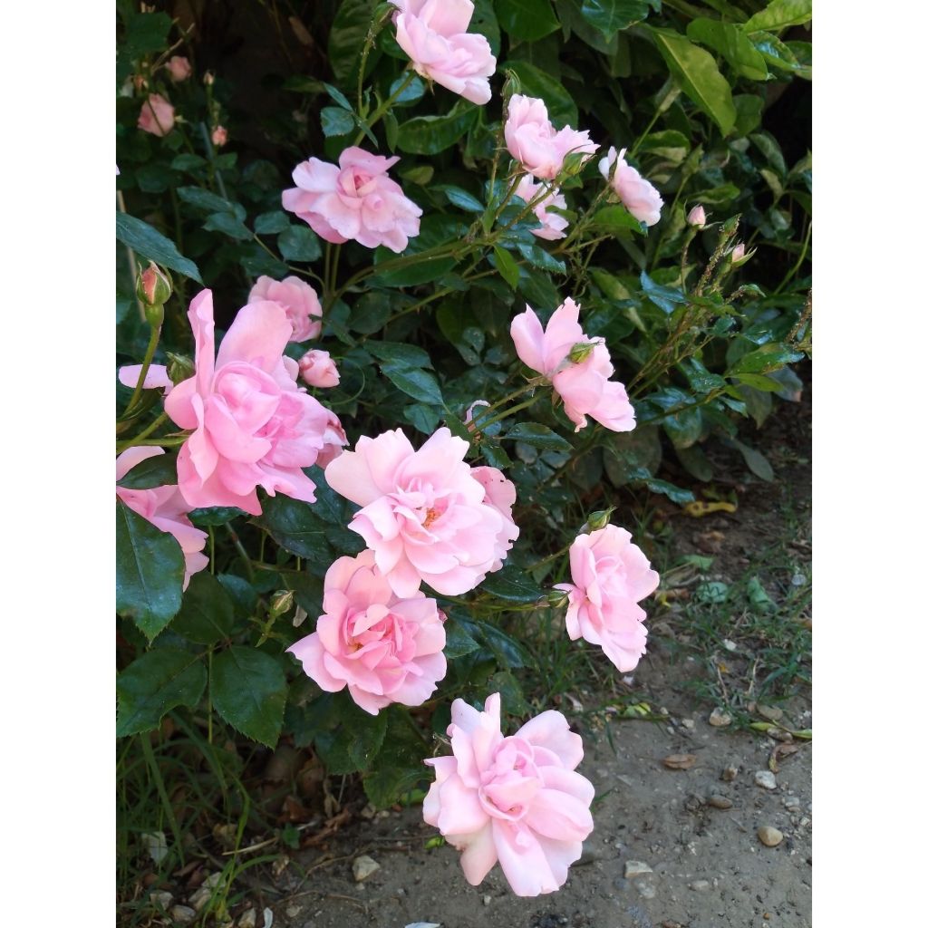 Kääpiöruusu Bordure Rose