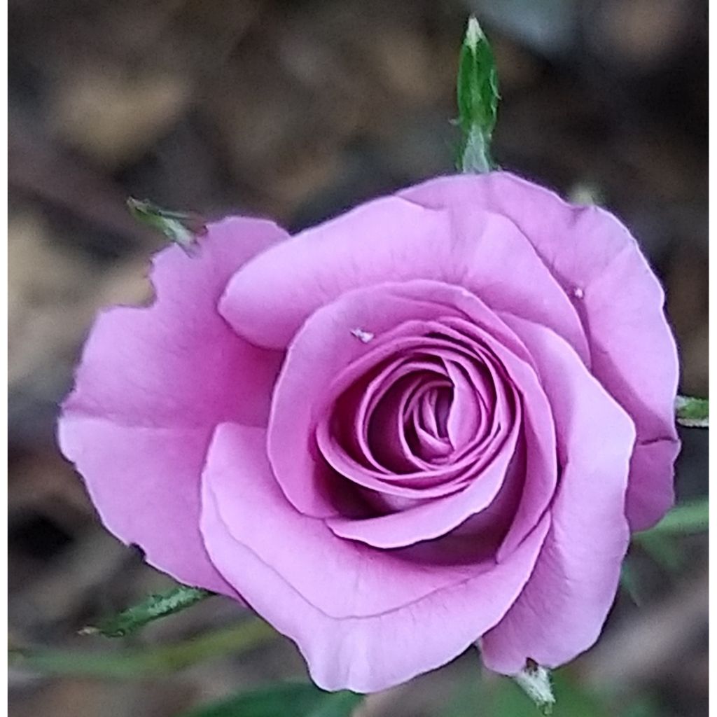 Kääpiöruusu Meillandina Lavender