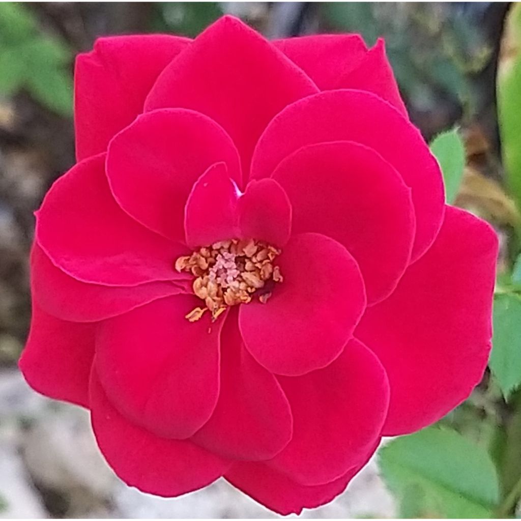 Kääpiöruusu Ruby Ruby Weksactrumi