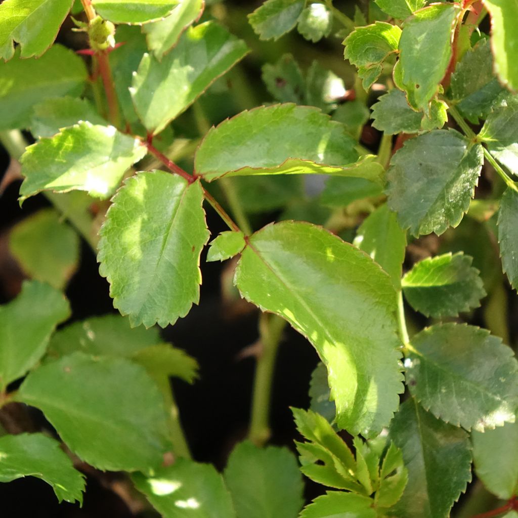 Polyantharuusu NECTAR GARDEN Lilliputs Lupo