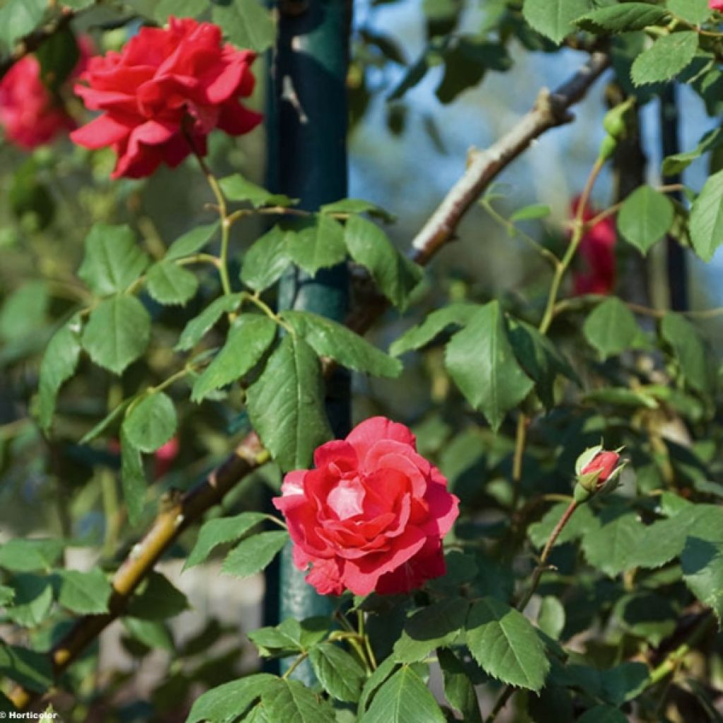 Köynnösruusu Paul's Scarlet Climber