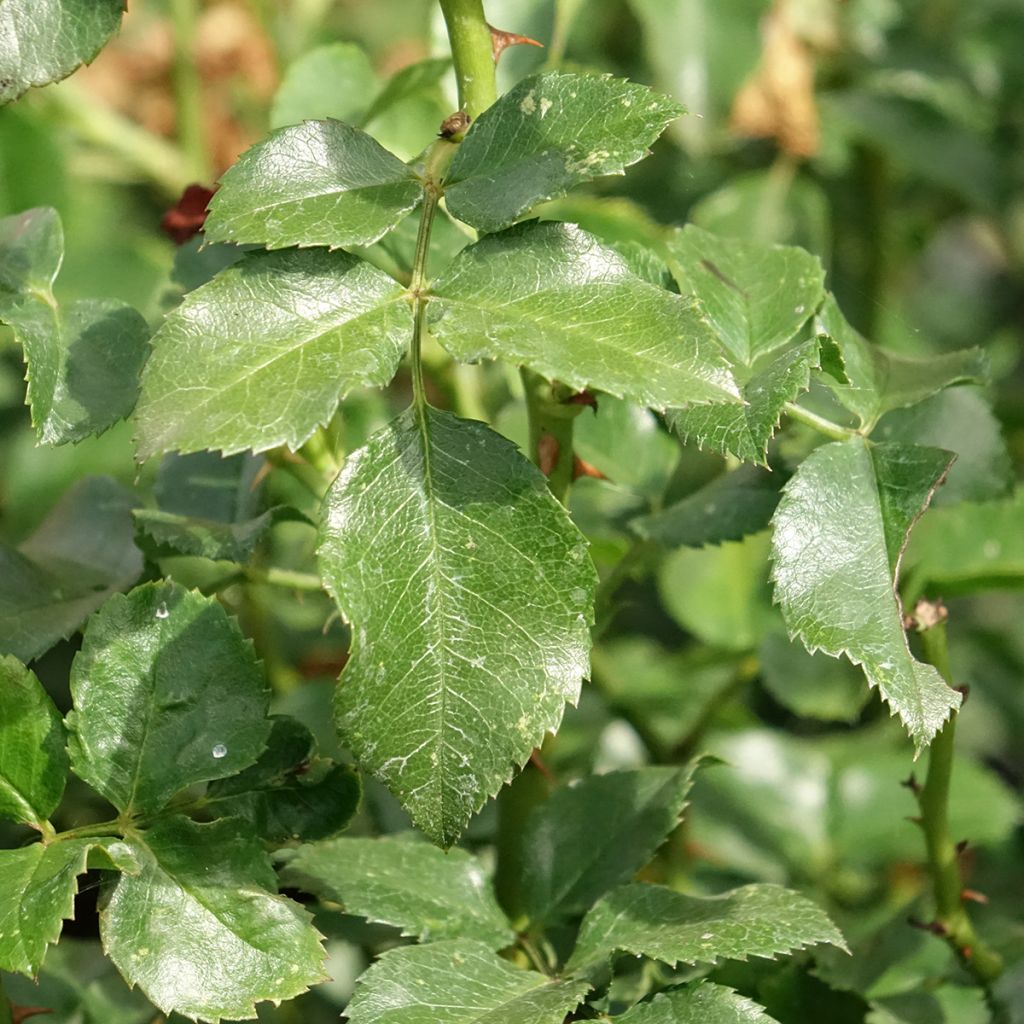 Puistoruusu Les Quatre Saisons