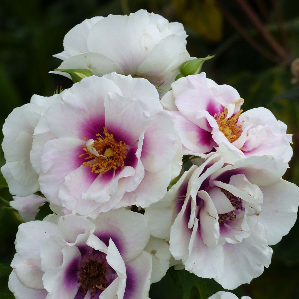Floribundaruusu Eyes for You