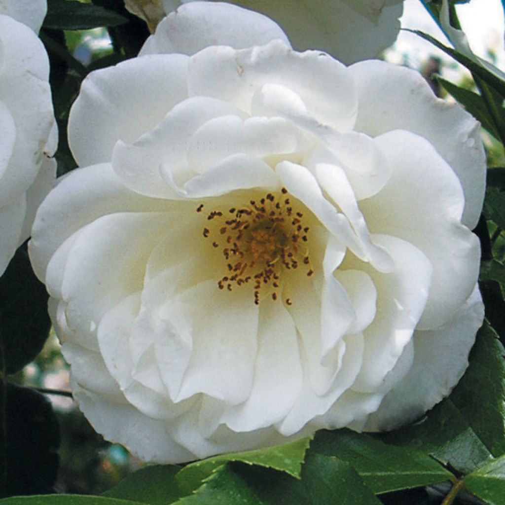 Floribundaruusu Princesse de Galles (Hardinkum)