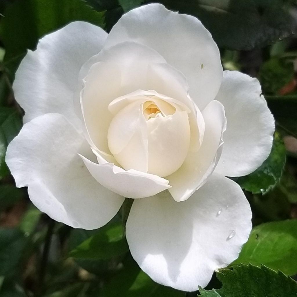 Floribundaruusu Princesse de Galles (Hardinkum)