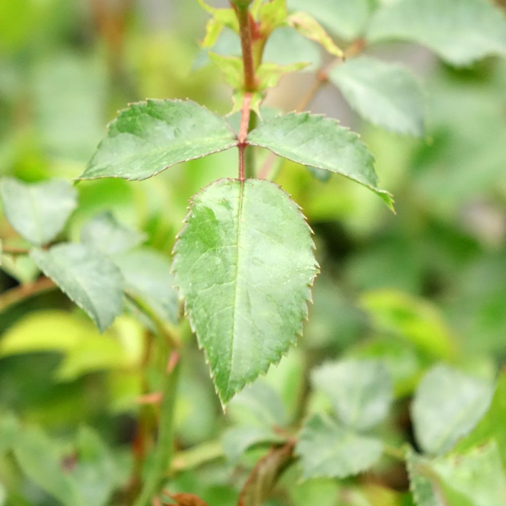 Floribundaruusu Rigo Rosen Innocencia Korstarnow