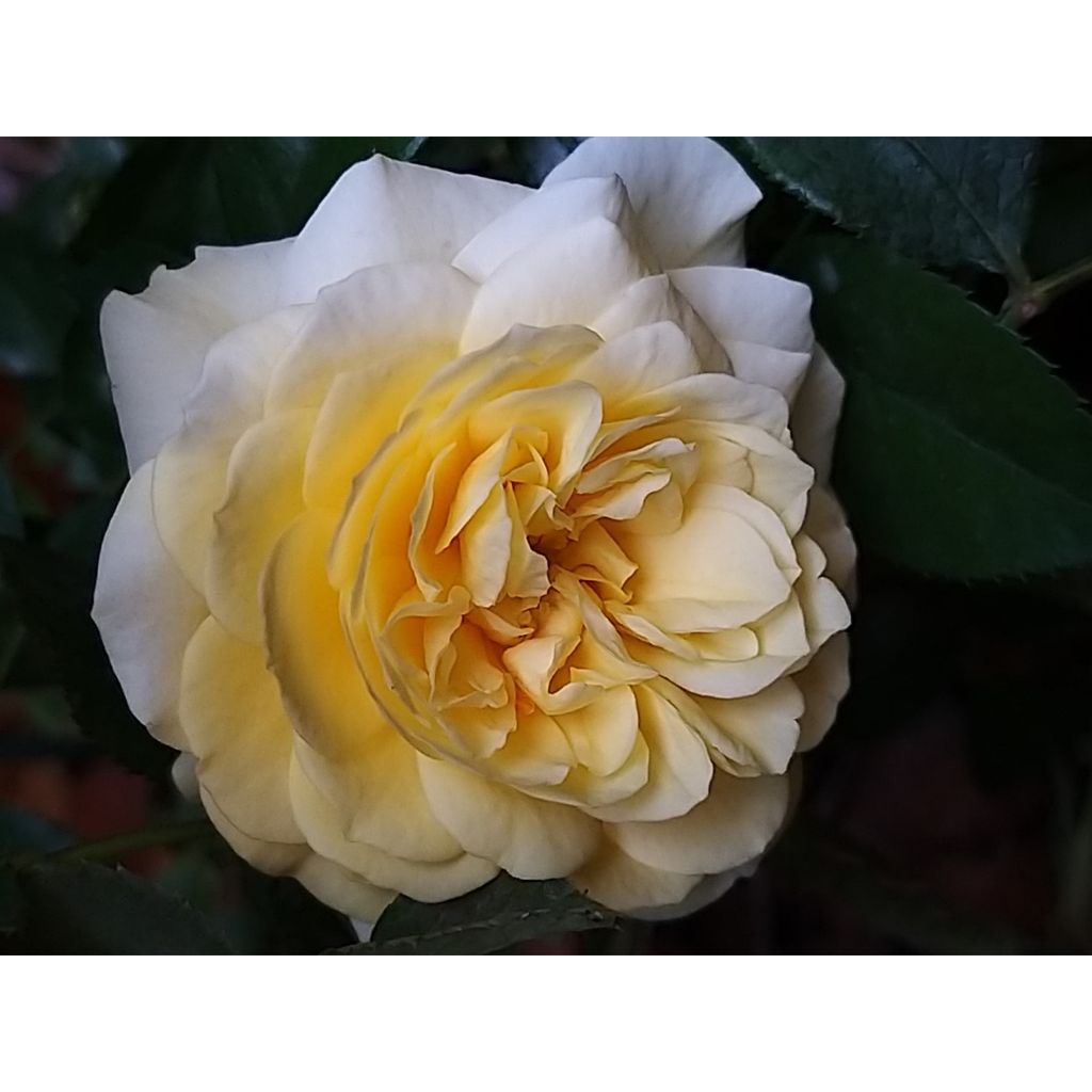Floribundaruusu Rigo Rosen Solero Korgeleflo