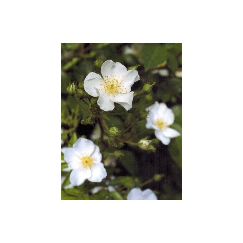 Puistoruusu Rosanatura Alba