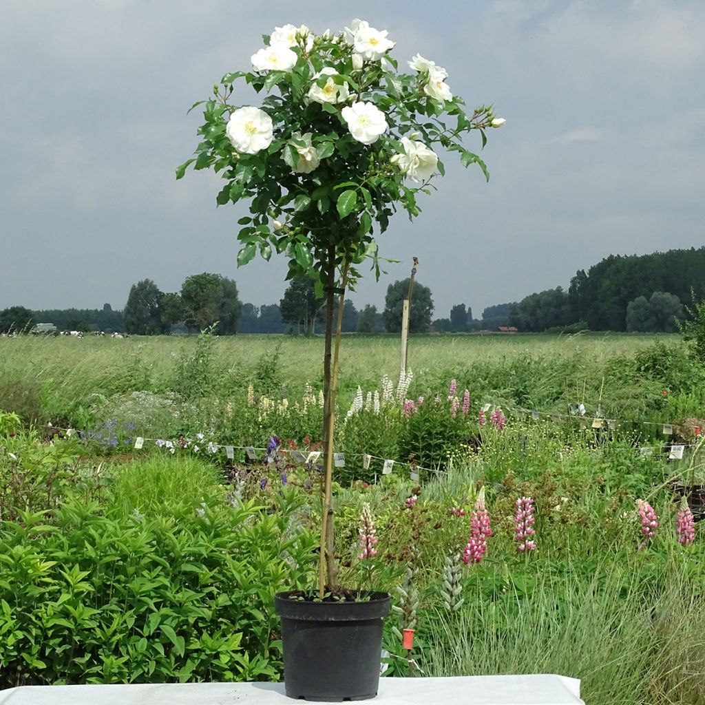 Runkoruusu Decorosier Opalia noaschnee