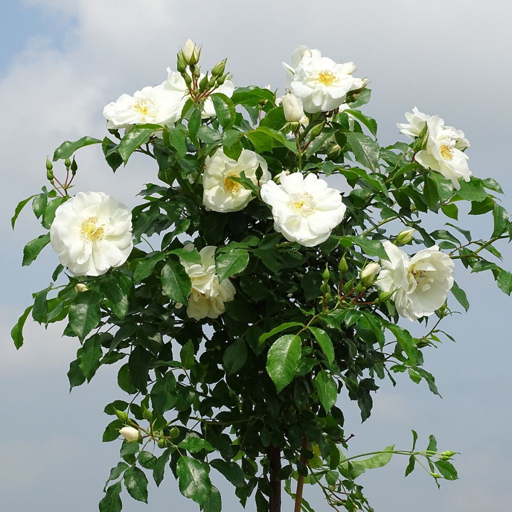 Runkoruusu Decorosier Opalia noaschnee