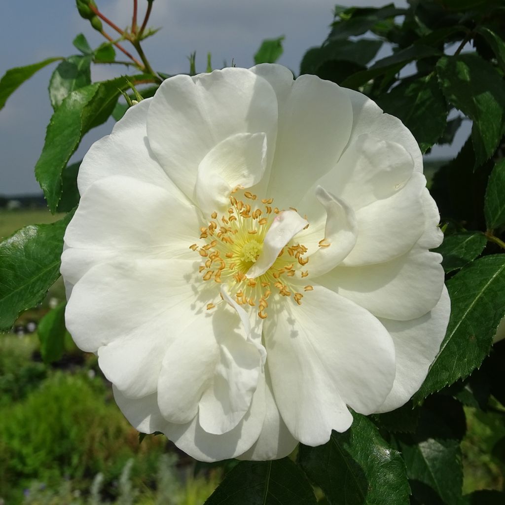Runkoruusu Decorosier Opalia noaschnee