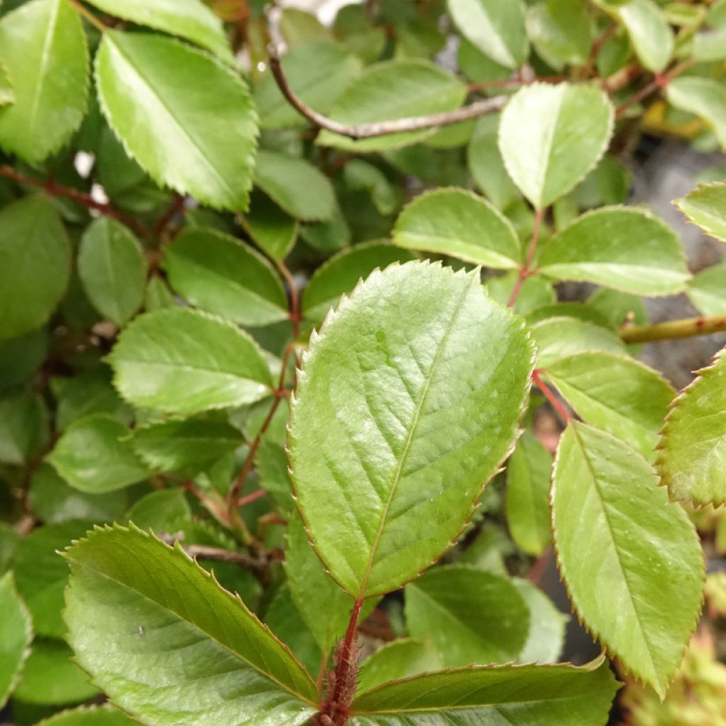 Runkoruusu Côté jardin Orapent
