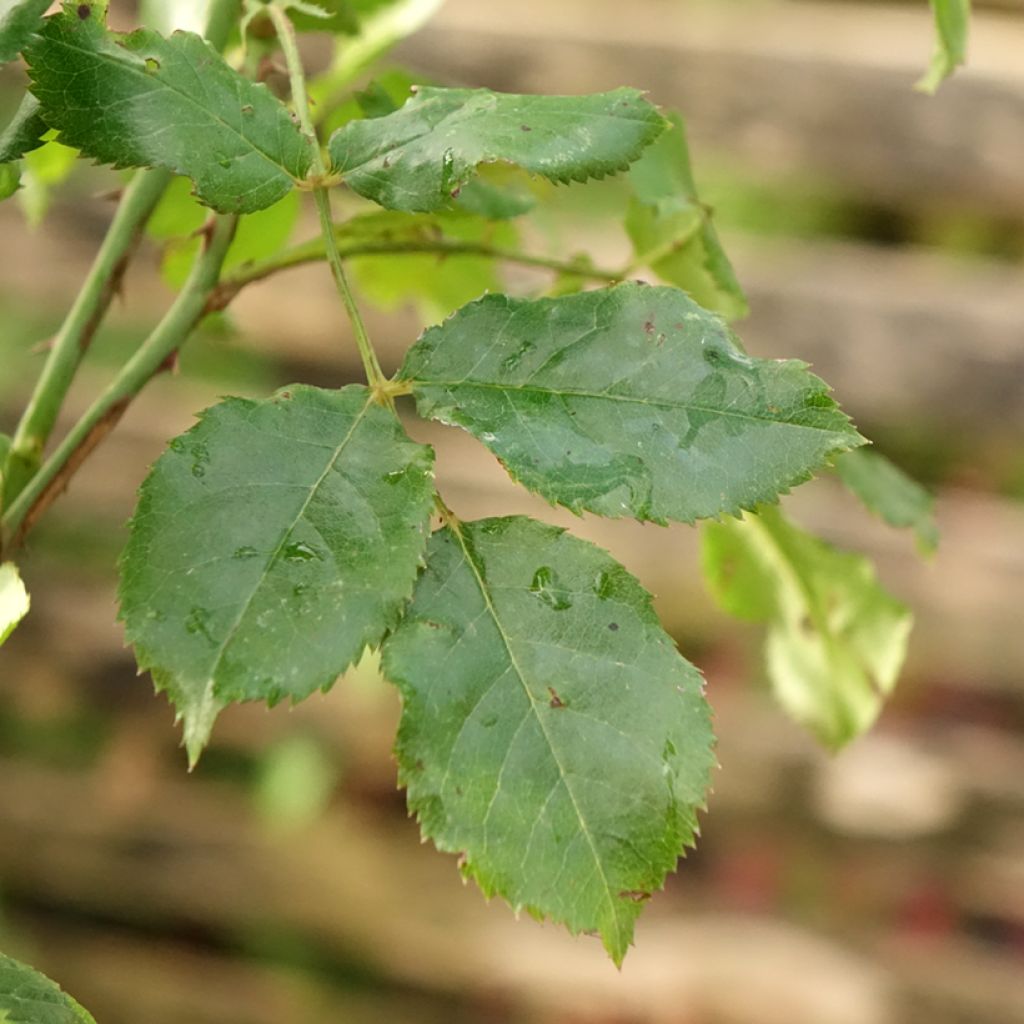 Runkoruusu Decorosier Calizia A