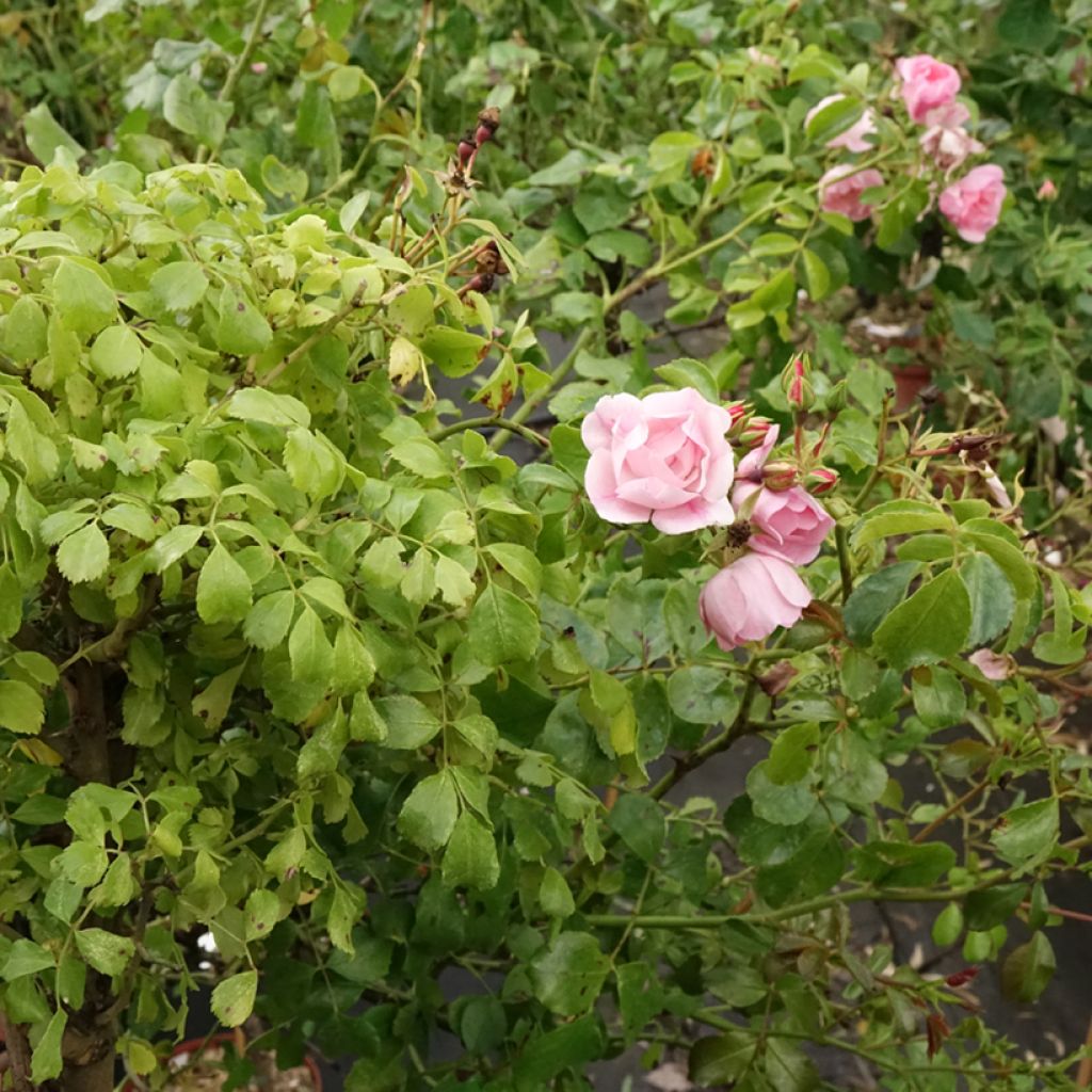 Runkoruusu Decorosier Mareva