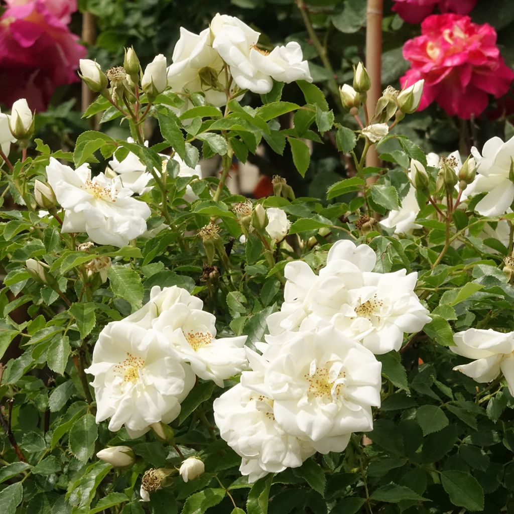 Runkoruusu Decorosier Opalia noaschnee