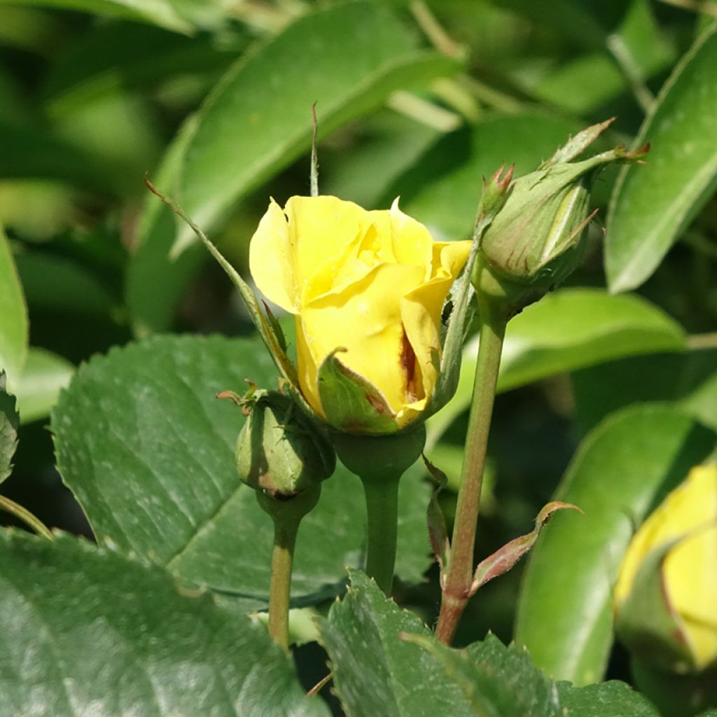 Runkoruusu Friesia Koresia