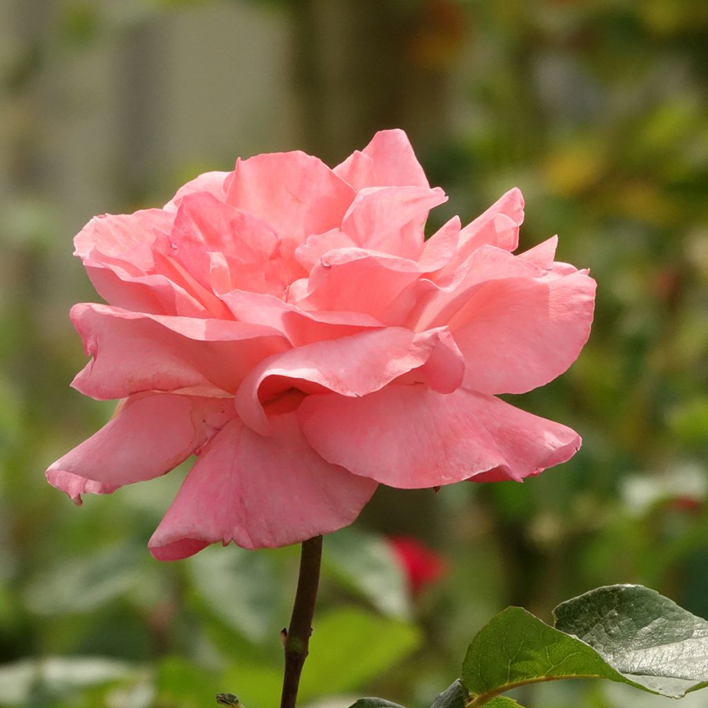 Runkoruusu Queen Elisabeth