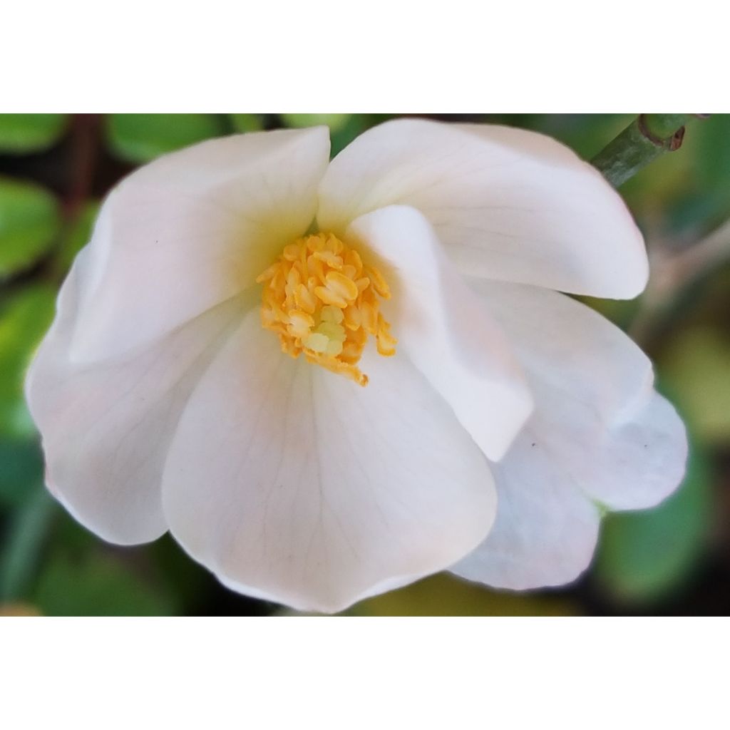 Floribundaruusu Urban Streetlight Medeo
