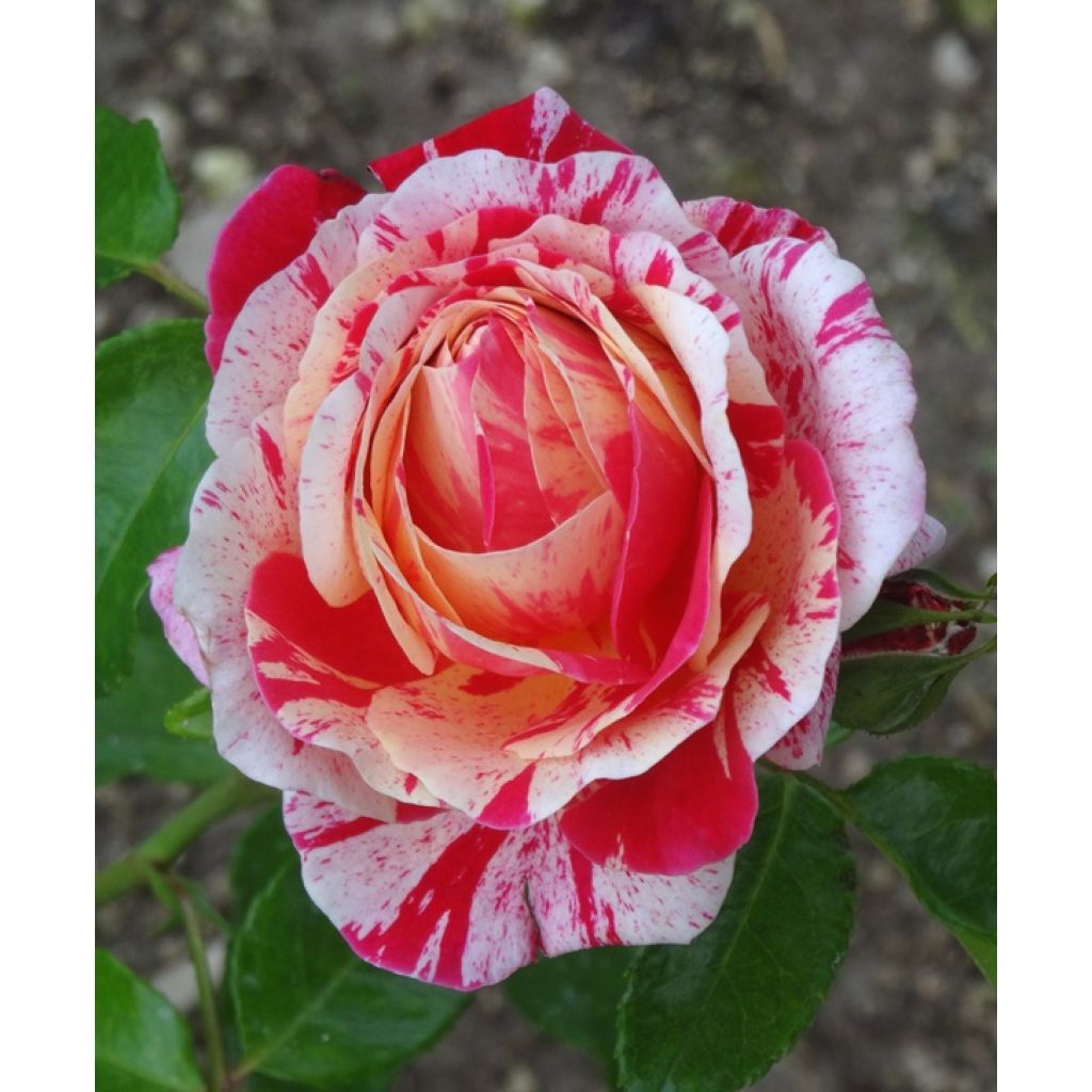 Floribundaruusu Abracadabra Koramsaro