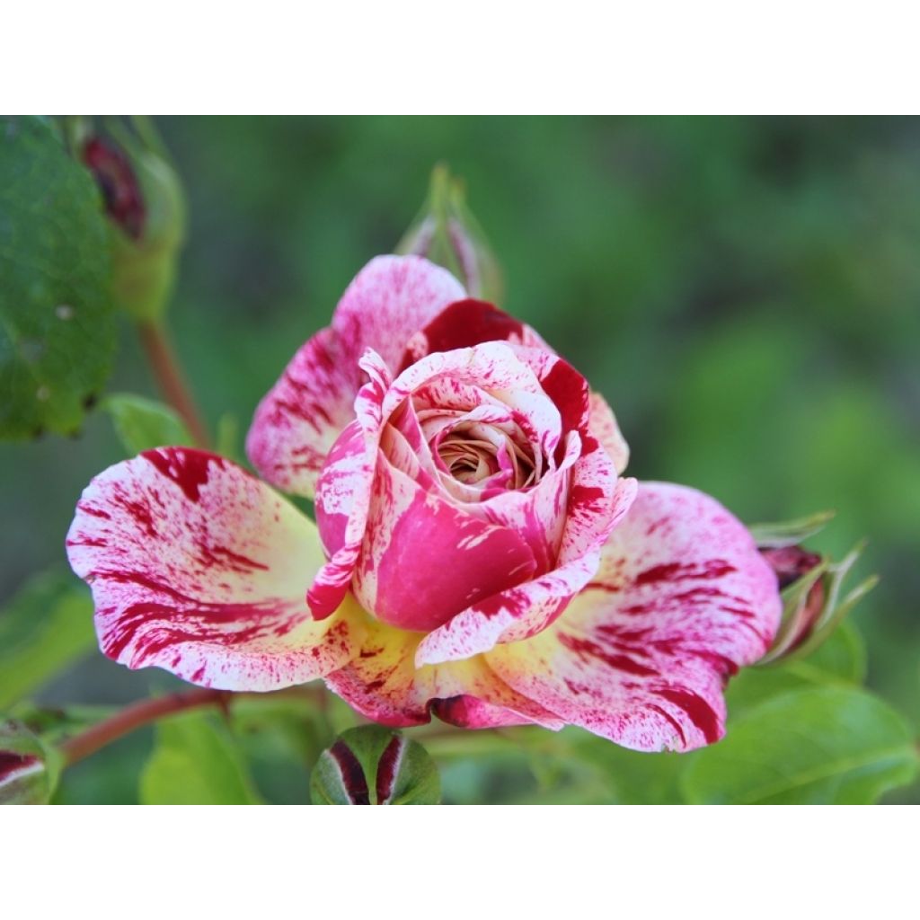 Floribundaruusu Abracadabra Koramsaro