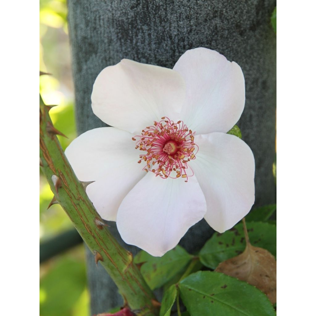 Floribundaruusu Astronomia Meillandécor