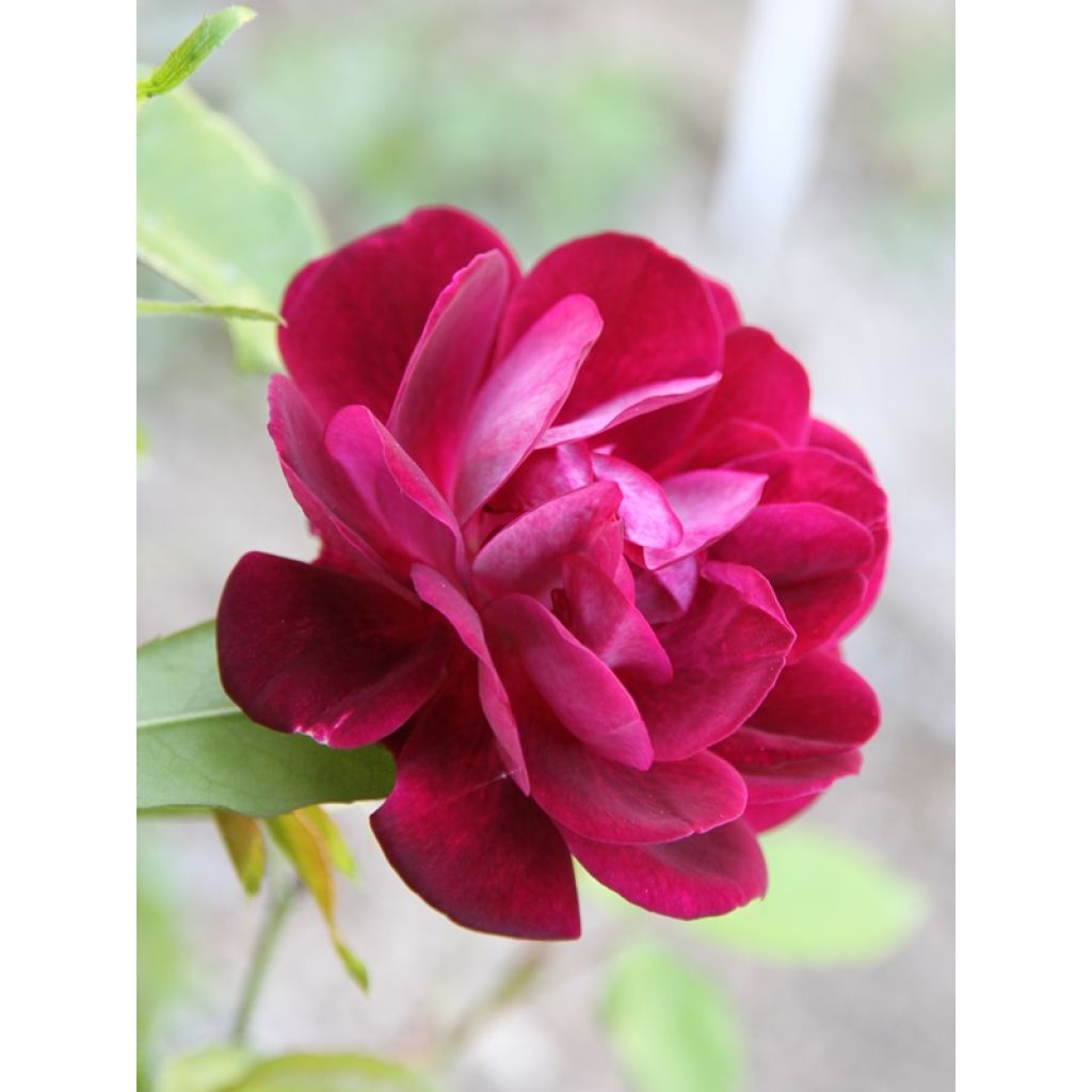 Floribundaruusu Burgundy Ice
