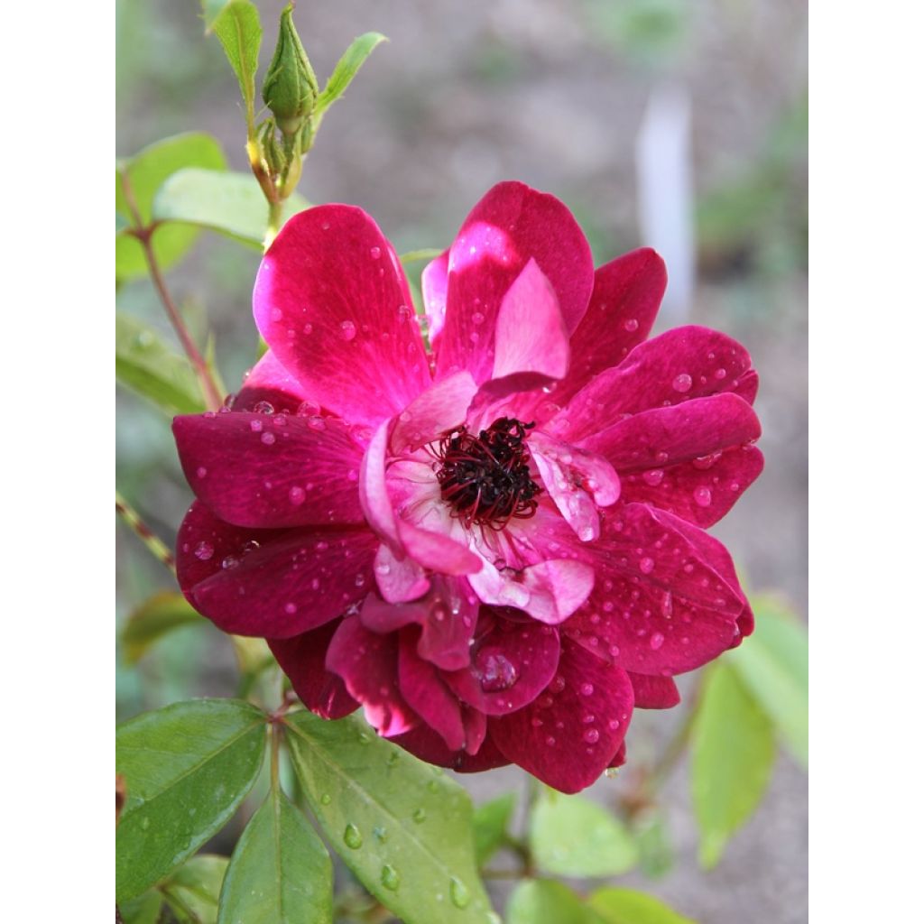 Floribundaruusu Burgundy Ice