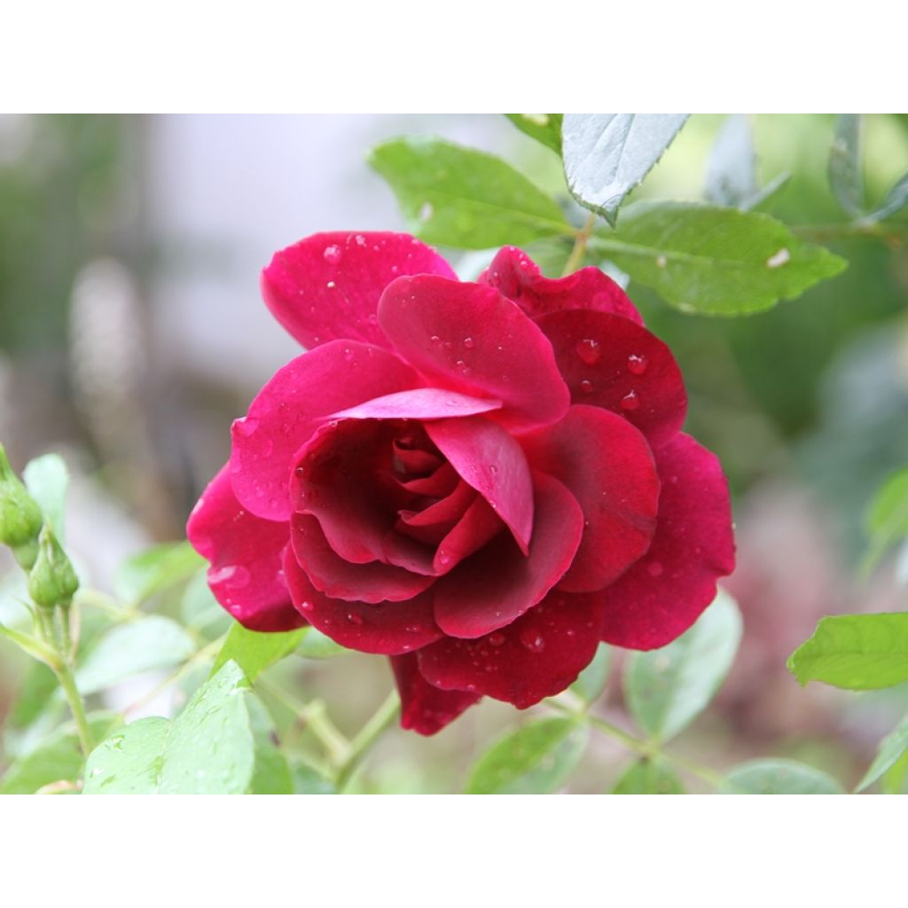 Floribundaruusu Burgundy Ice
