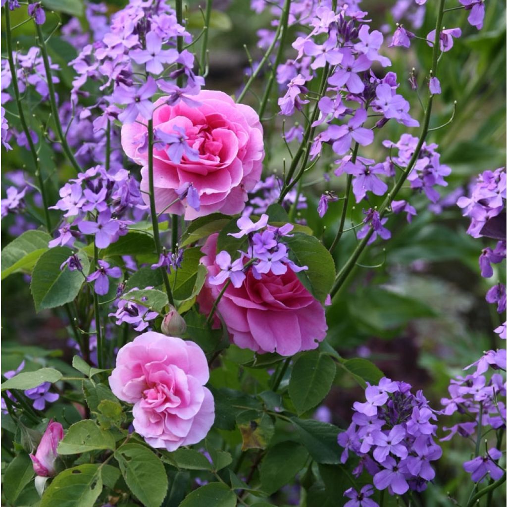 Austinruusu Gertrude Jekyll