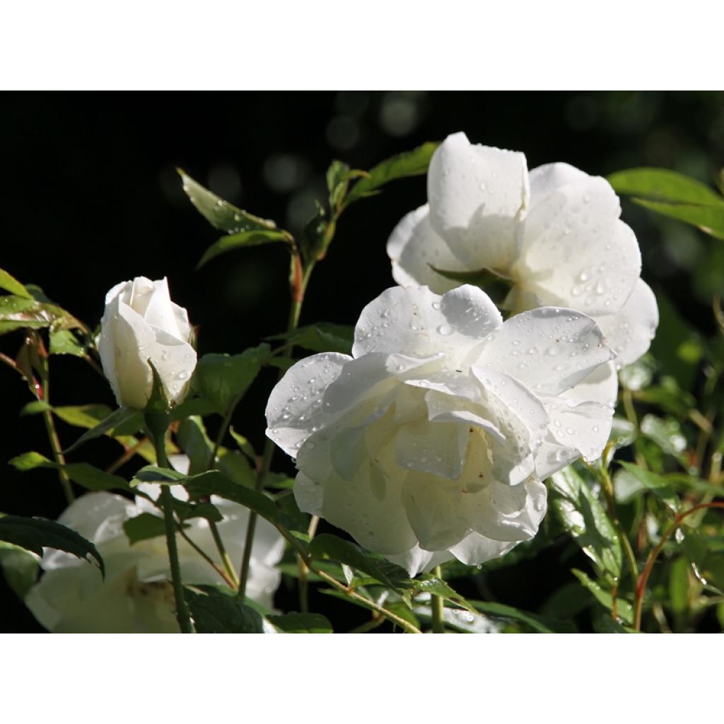 Floribundaruusu Iceberg