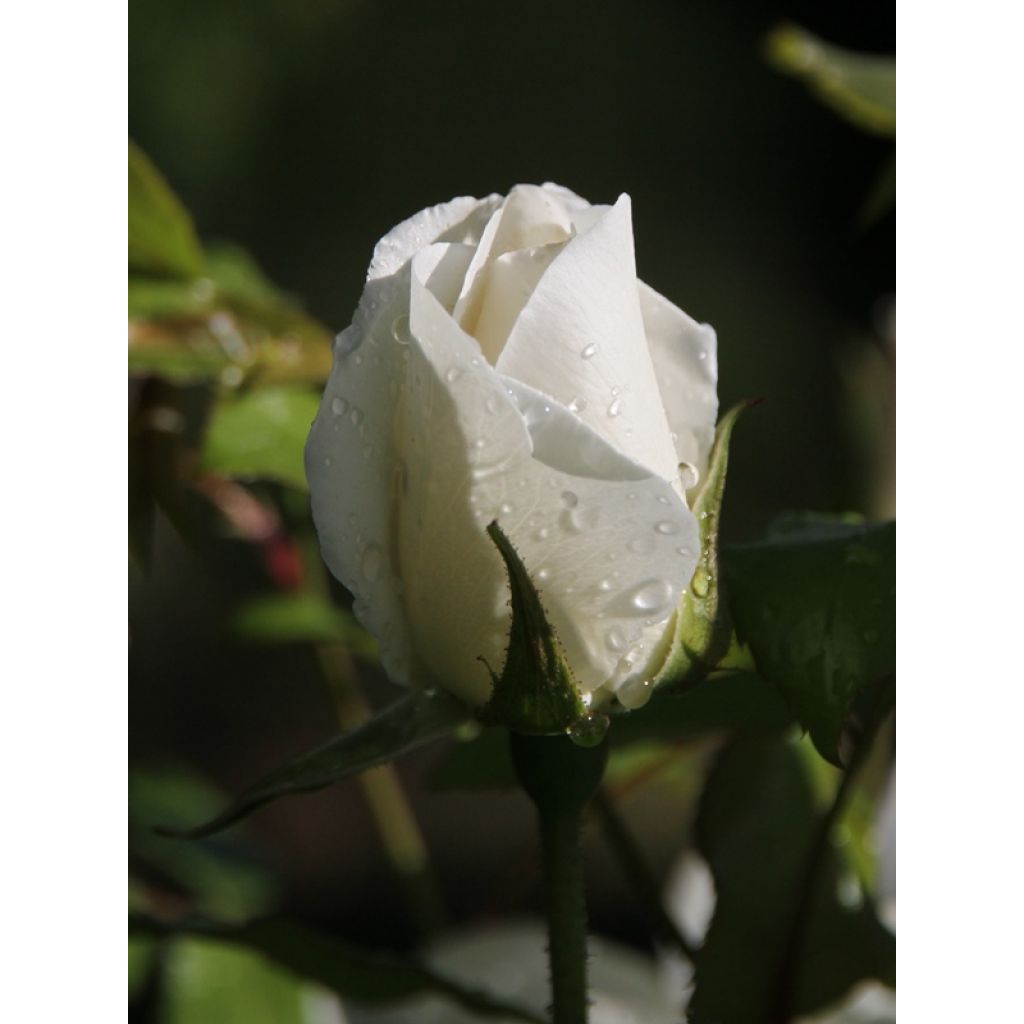 Floribundaruusu Iceberg