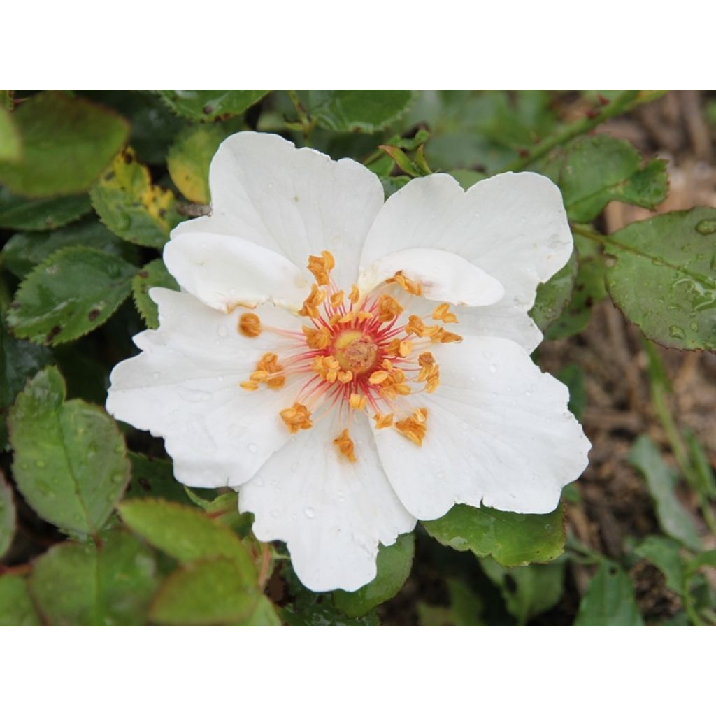 Vanha ruusu Jacqueline du Pré