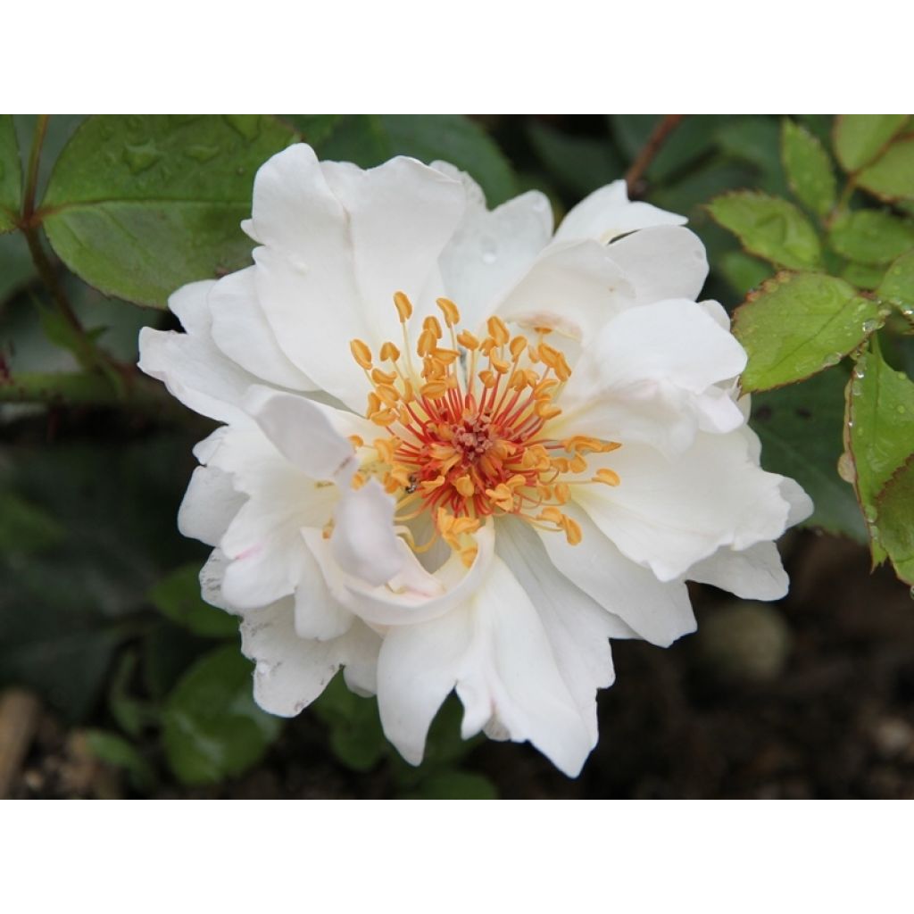 Vanha ruusu Jacqueline du Pré