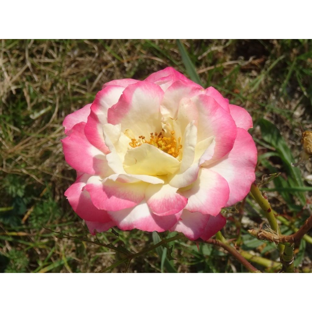 Floribundaruusu Laminuette