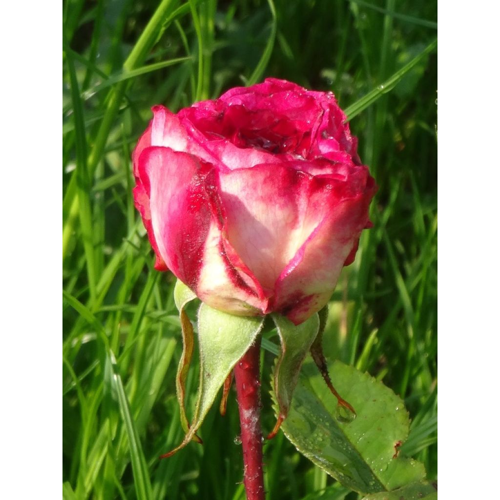 Floribundaruusu Laminuette