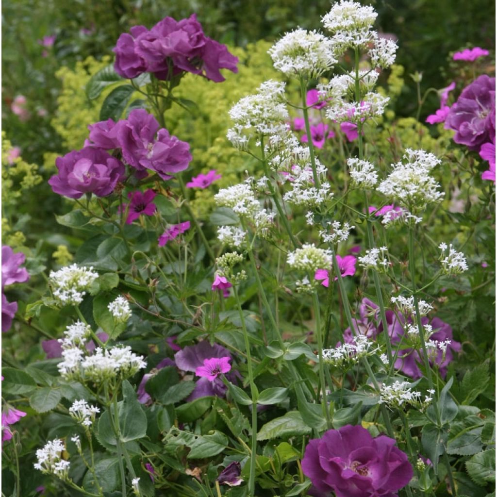 Floribundaruusu Rhapsody In Blue
