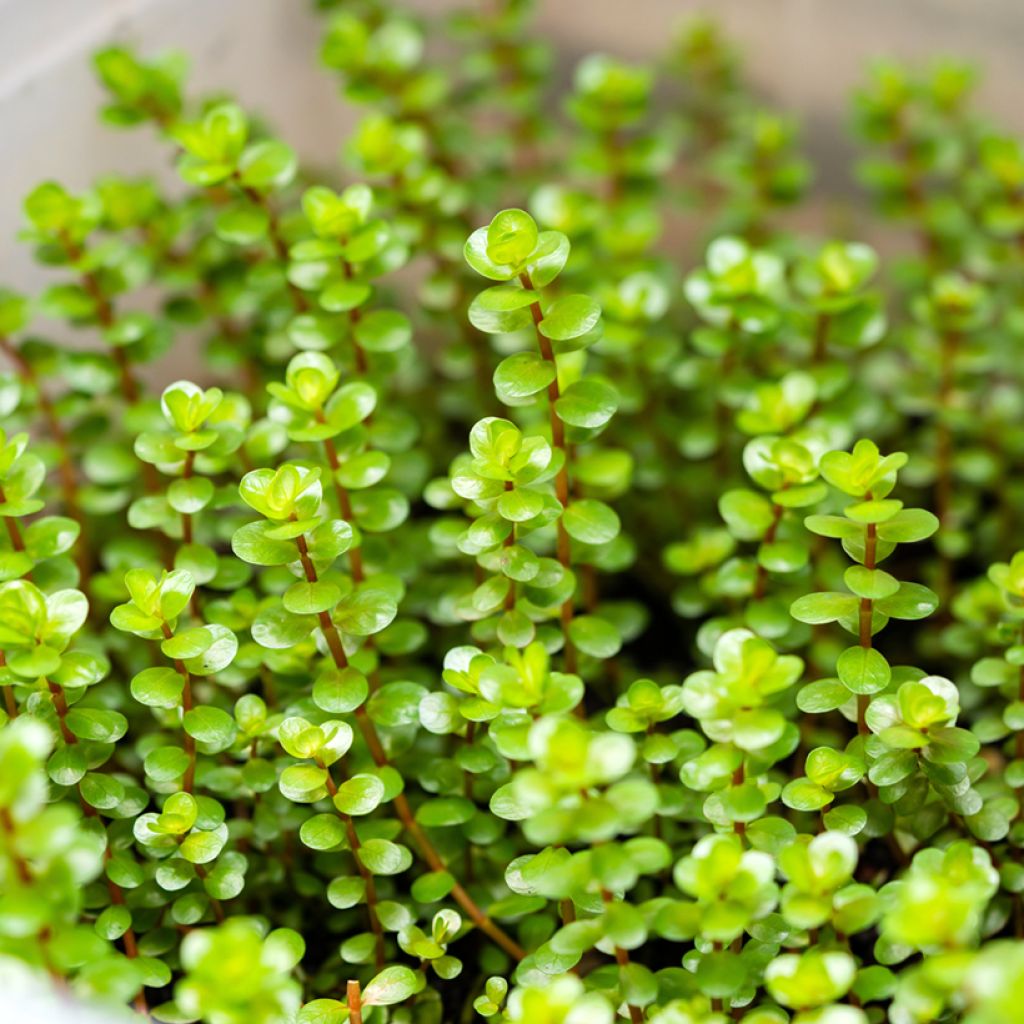 Hentorotala Green